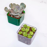 3" Crystal Clear Succulent Pot