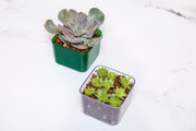 3" Crystal Clear Succulent Pot