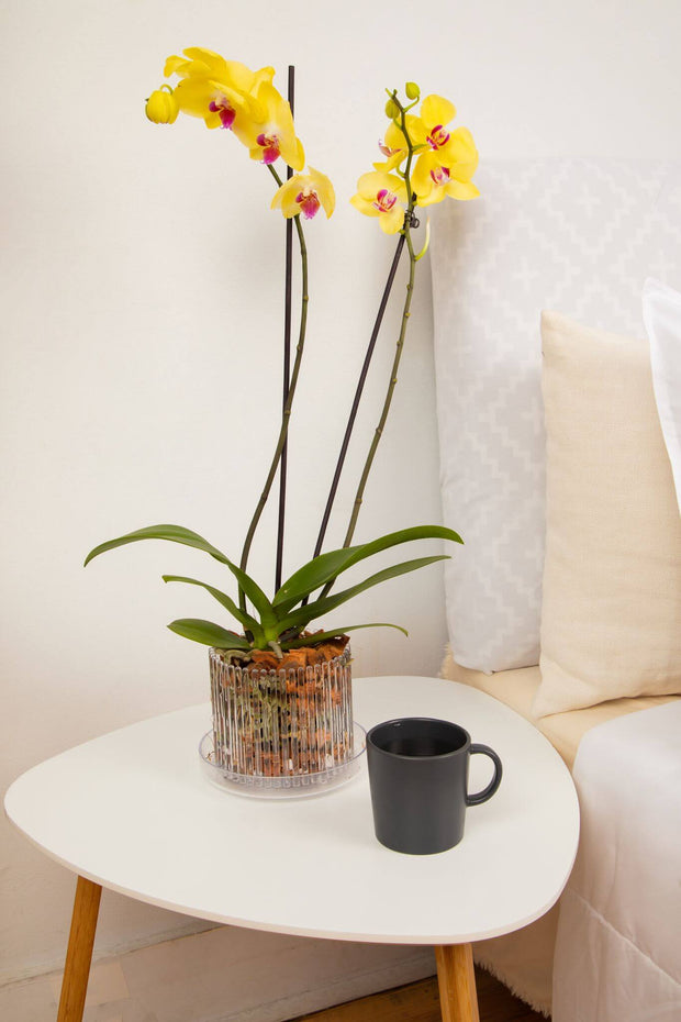 5.25" Rose Quartz  Carousel Orchid Pot and Saucer