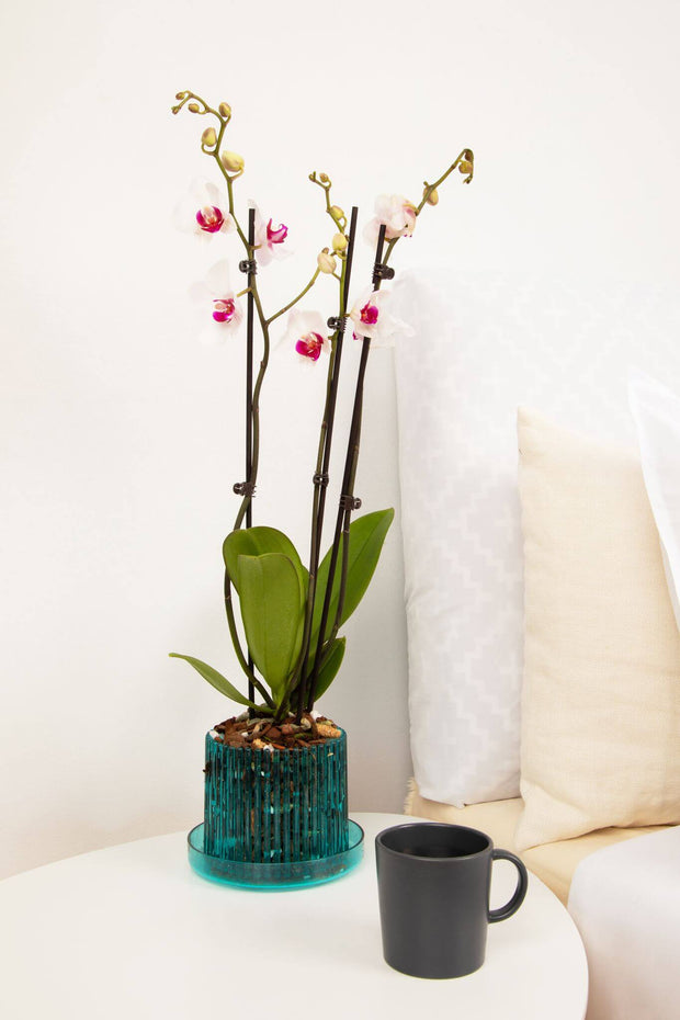 5.25" Rose Quartz  Carousel Orchid Pot and Saucer