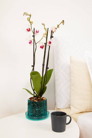 7" Rose Quartz Big Top Carousel Orchid Pot and Saucer