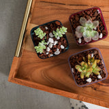 Cactus and Succulent Imperial Potting Mix